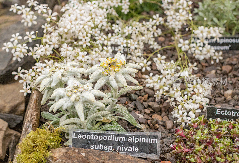 雪绒花(Leontopodium nivale)在英国伦敦